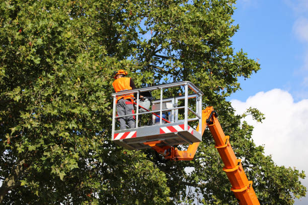 Best Tree Cabling and Bracing  in Thiells, NY